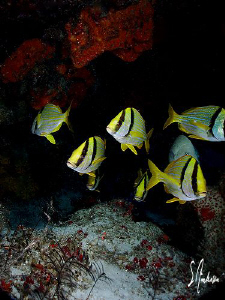 This image was taken while diving at Cedral Shallow off C... by Steven Anderson 